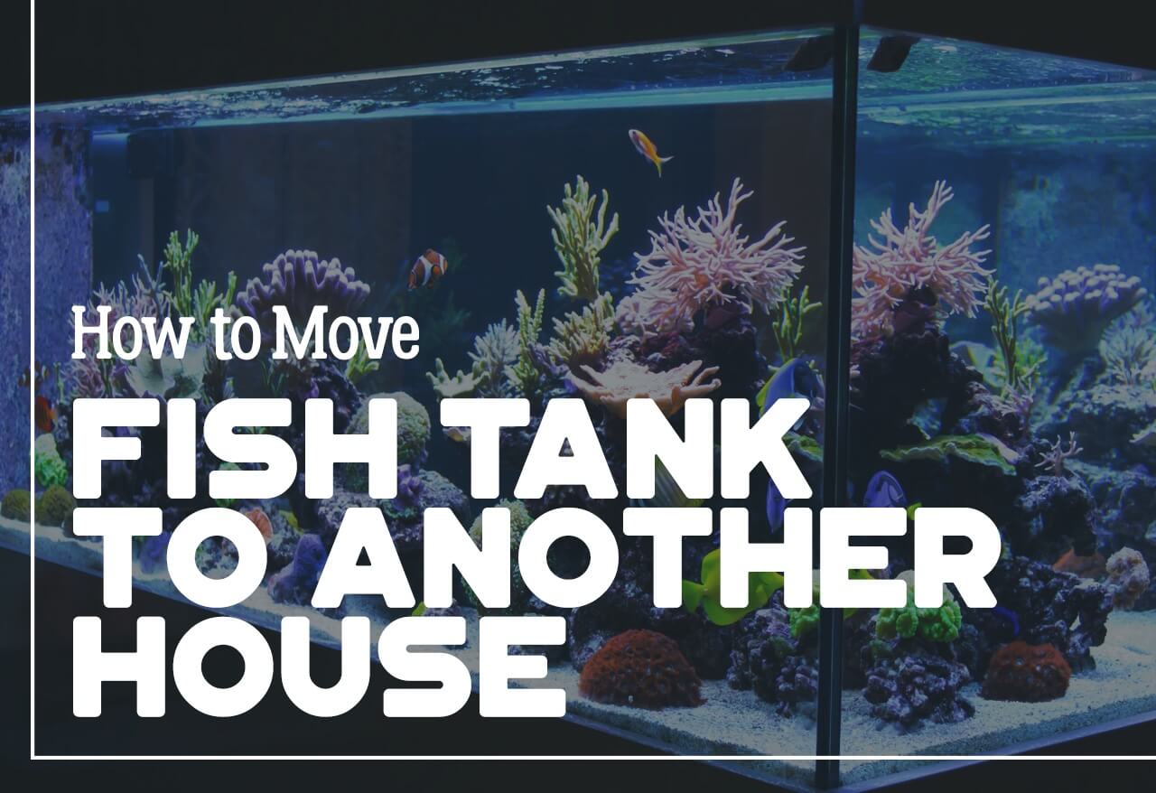 moving fish tank